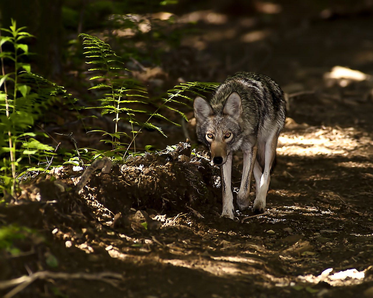 The Role of the Coyote UAS in Intelligence Gathering
